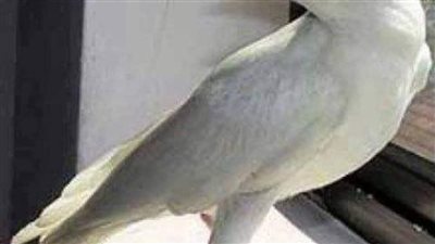 الغراب بقلم هوايدا زغلول 